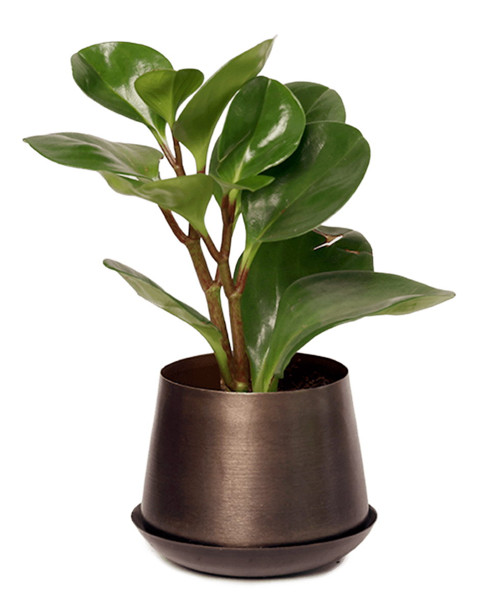 Joe Metal Pot With Drainage Hole - Chive US Wholesale