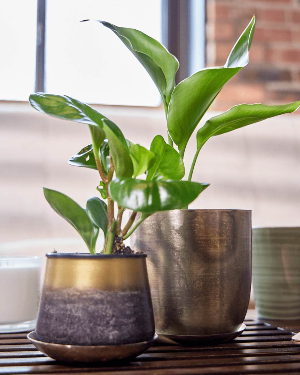 Joe Metal Pot With Drainage Hole - Chive US Wholesale