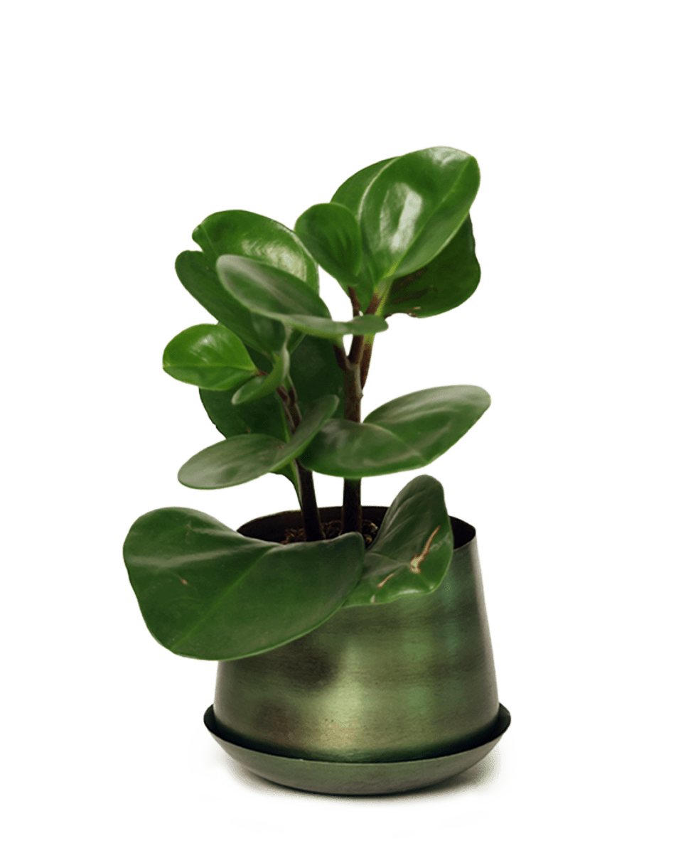 Joe Metal Pot With Drainage Hole - Chive US Wholesale