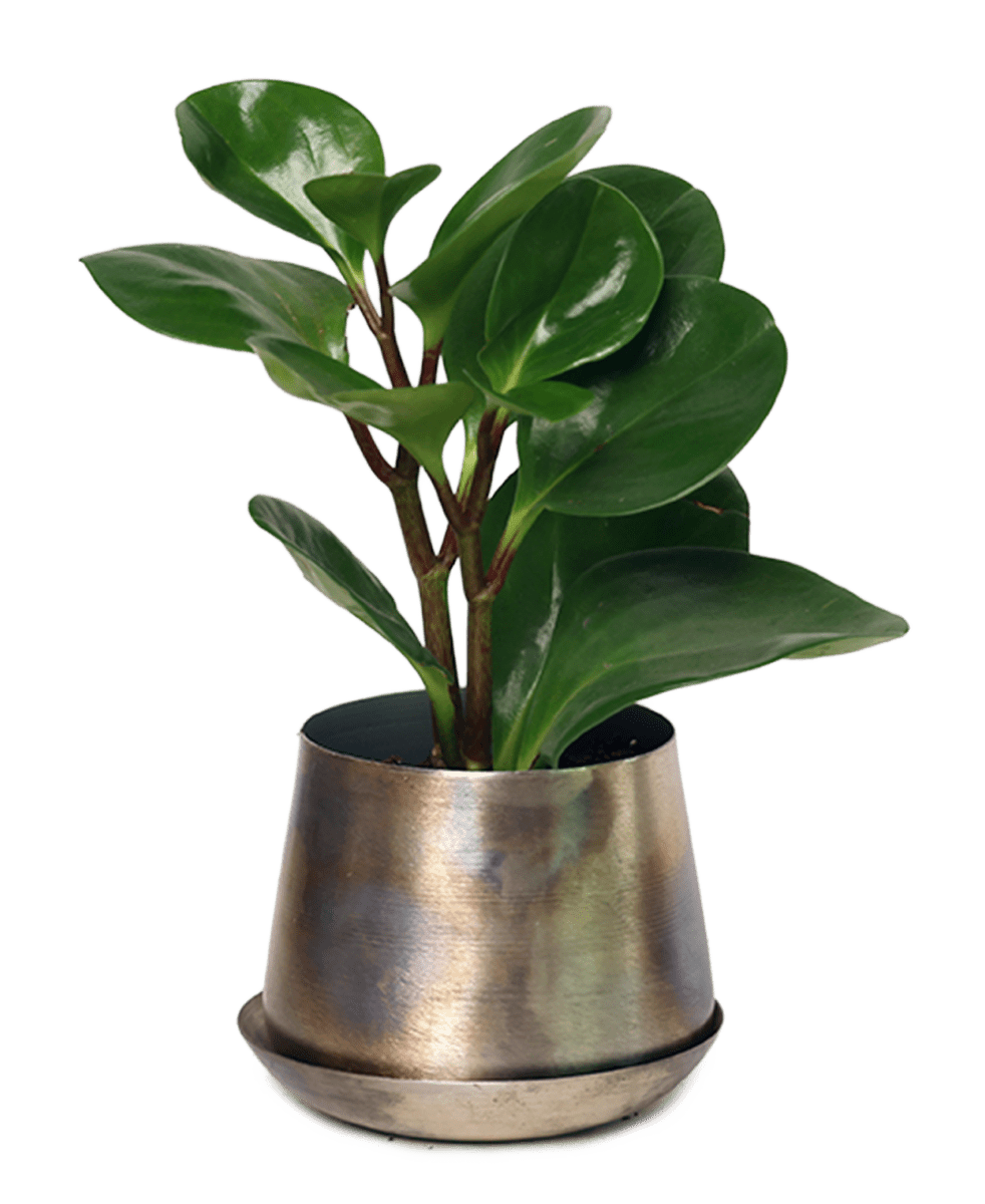 Joe Metal Pot With Drainage Hole - Chive US Wholesale