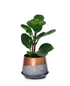 Joe Metal Pot With Drainage Hole - Chive US Wholesale