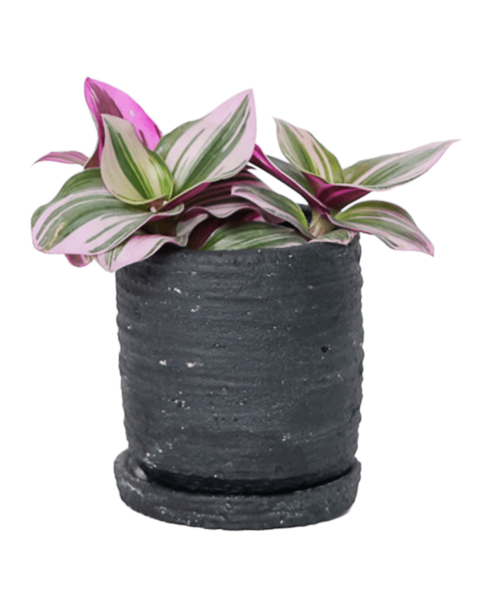 Paul Ceramic Pot And Saucer Set With Drainage - Chive US Wholesale