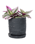 Paul Ceramic Pot And Saucer Set With Drainage - Chive US Wholesale
