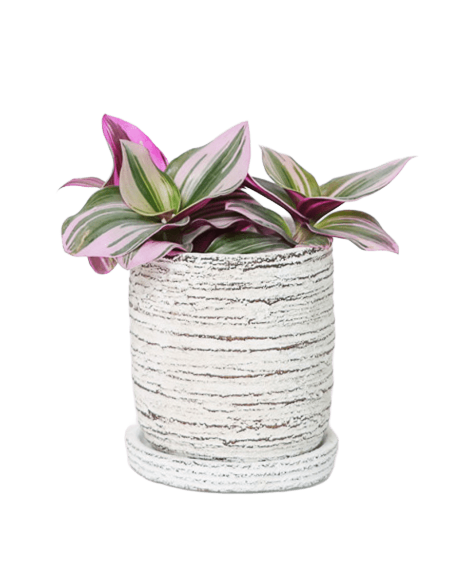 Paul Ceramic Pot And Saucer Set With Drainage - Chive US Wholesale