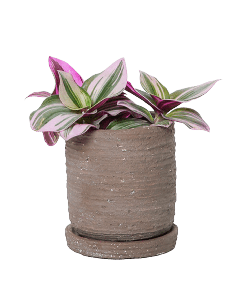 Paul Ceramic Pot And Saucer Set With Drainage - Chive US Wholesale