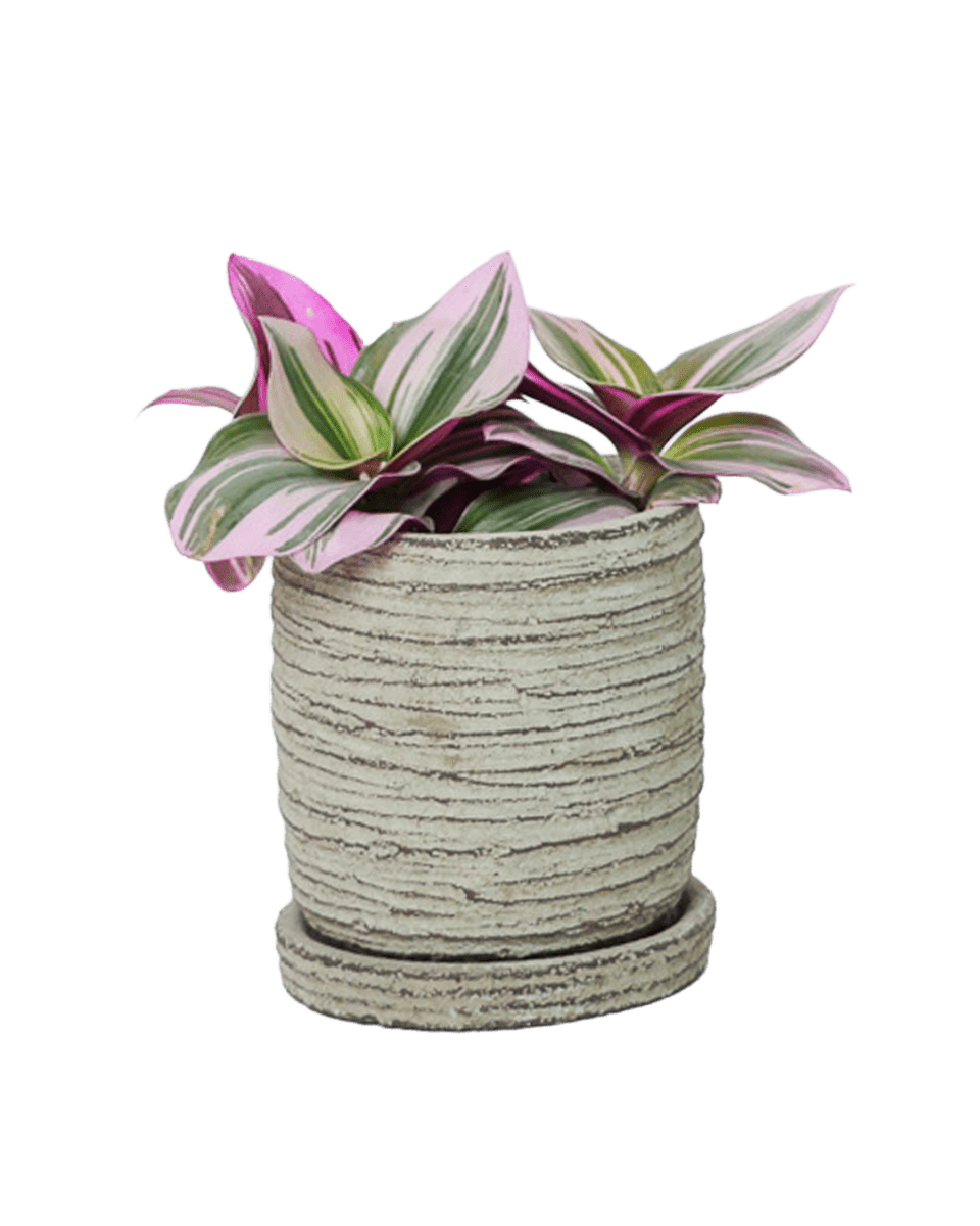 Paul Ceramic Pot And Saucer Set With Drainage - Chive US Wholesale