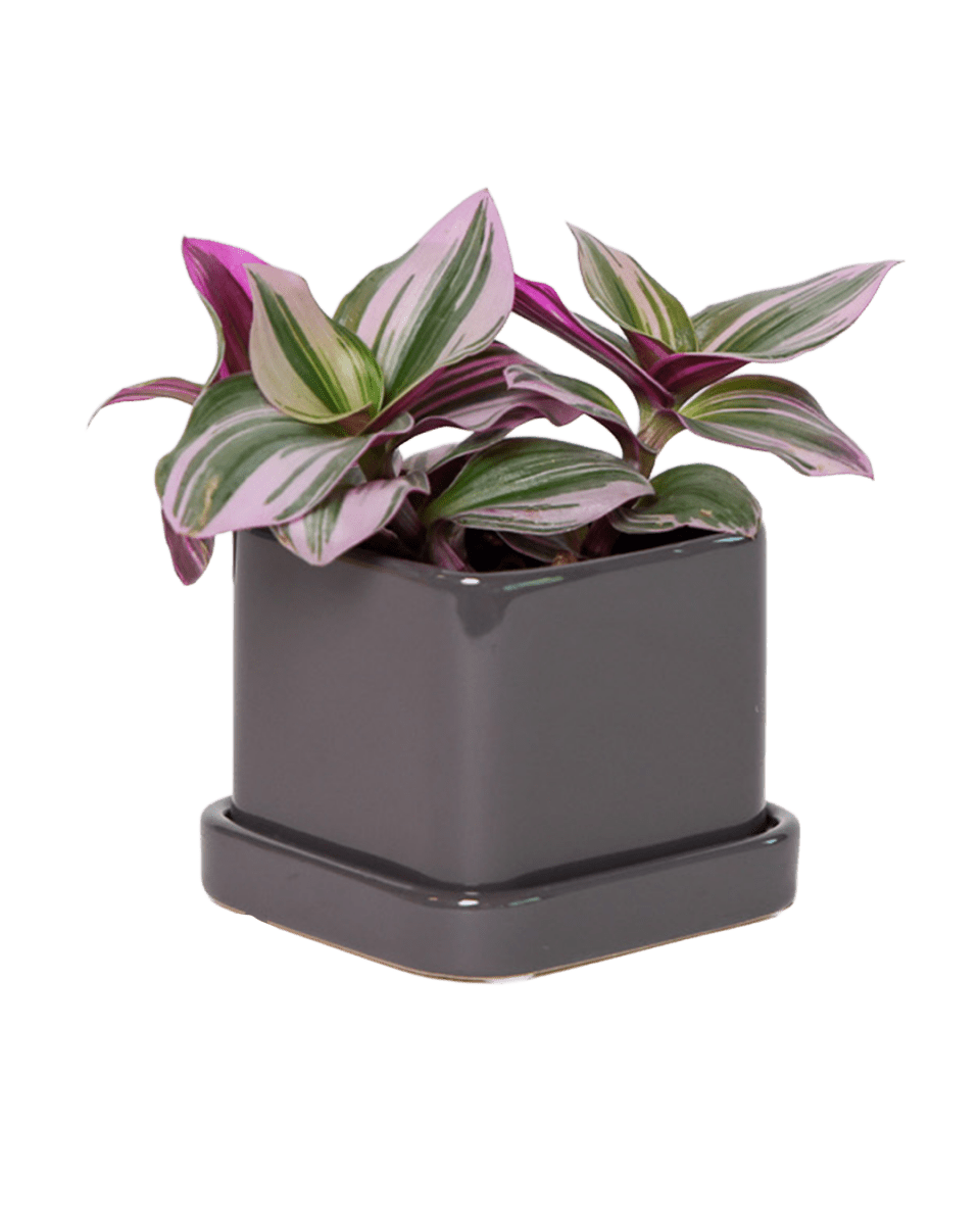 Svek Ceramic Pot And Saucer With Drainage Hole - Chive US Wholesale