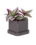 Svek Ceramic Pot And Saucer With Drainage Hole - Chive US Wholesale