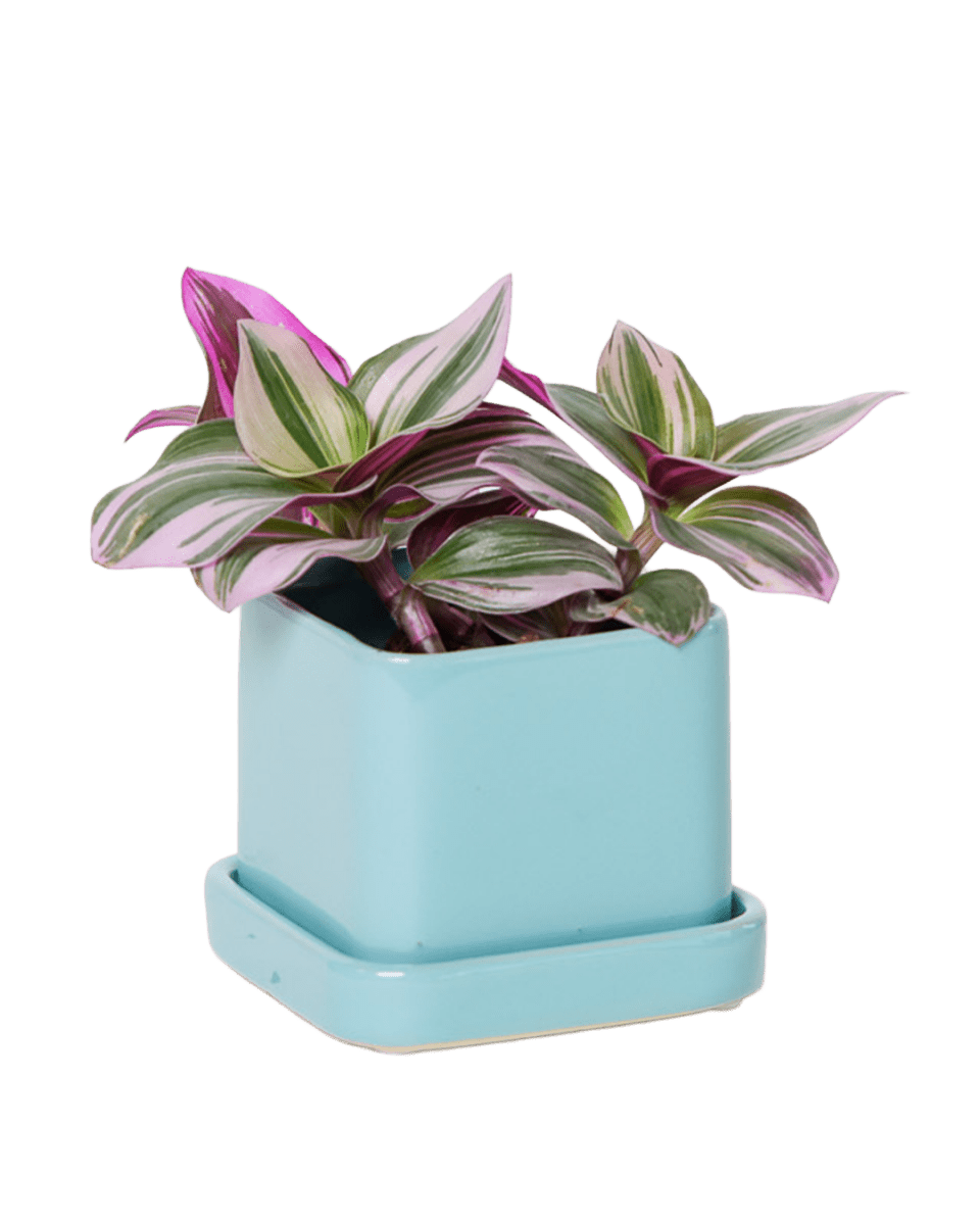 Svek Ceramic Pot And Saucer With Drainage Hole - Chive US Wholesale