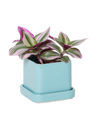 Svek Ceramic Pot And Saucer With Drainage Hole - Chive US Wholesale