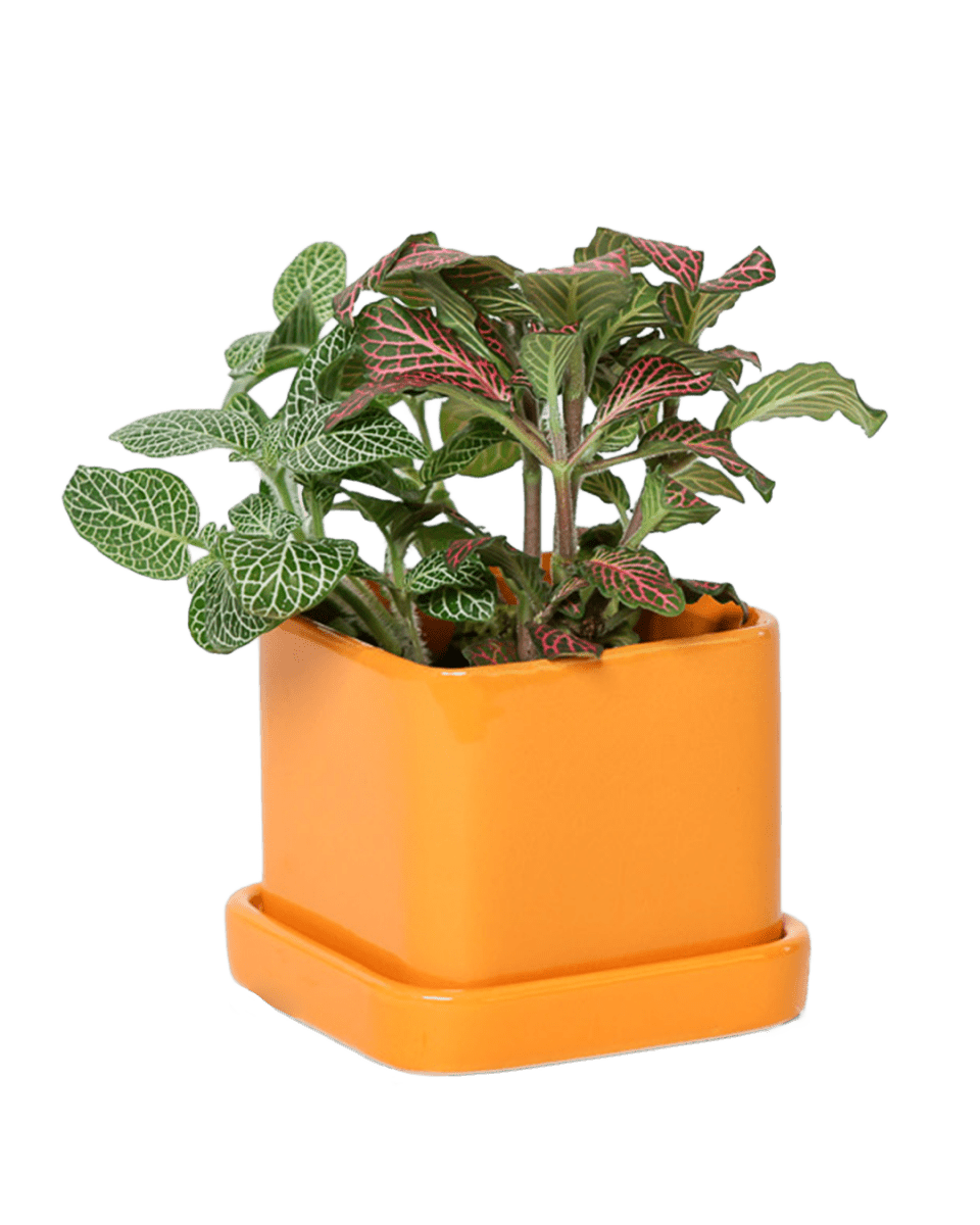 Svek Ceramic Pot And Saucer With Drainage Hole - Chive US Wholesale