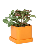 Svek Ceramic Pot And Saucer With Drainage Hole - Chive US Wholesale