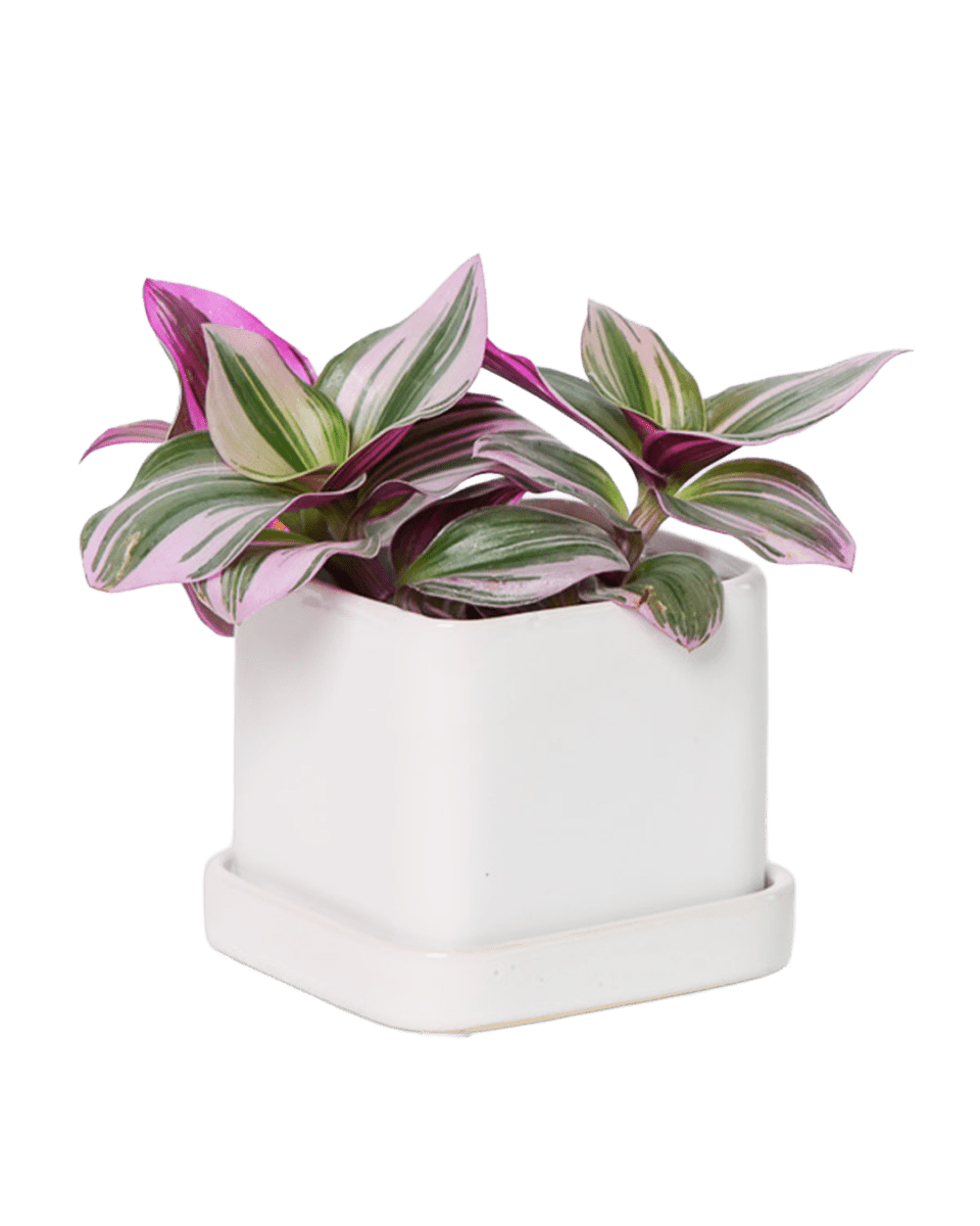 Svek Ceramic Pot And Saucer With Drainage Hole - Chive US Wholesale