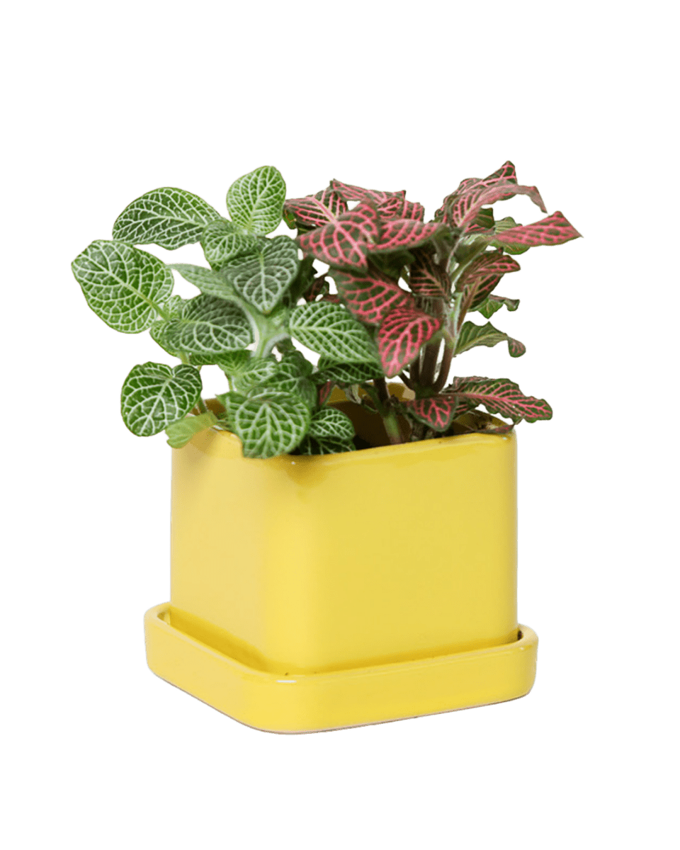 Svek Ceramic Pot And Saucer With Drainage Hole - Chive US Wholesale