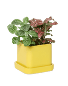 Svek Ceramic Pot And Saucer With Drainage Hole - Chive US Wholesale
