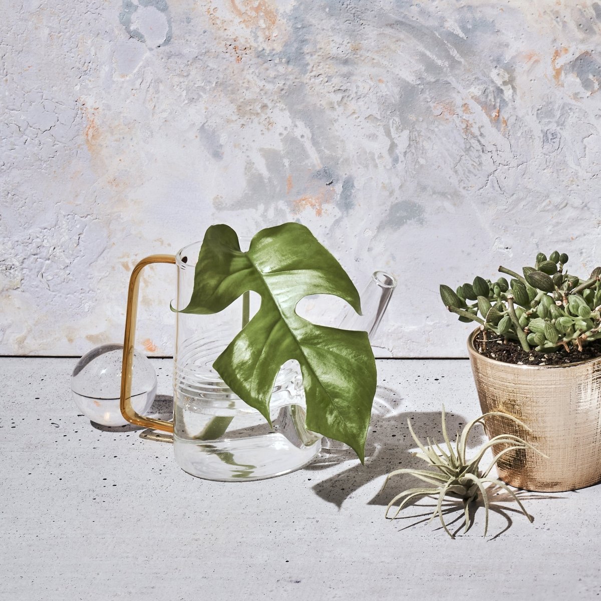 Sprocket Glass Modern Watering Container - Chive US Wholesale