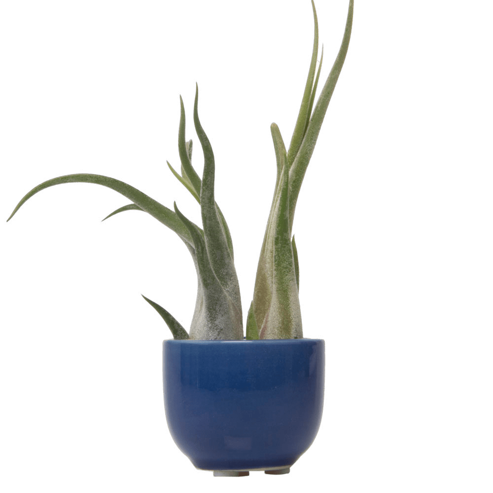 Succulent Cup Ceramic For Weddings - Chive US Wholesale