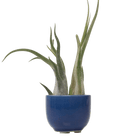 Succulent Cup Ceramic For Weddings - Chive US Wholesale