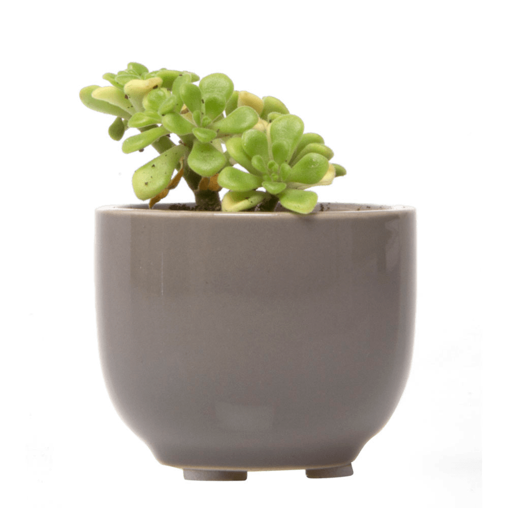 Succulent Cup Ceramic For Weddings - Chive US Wholesale