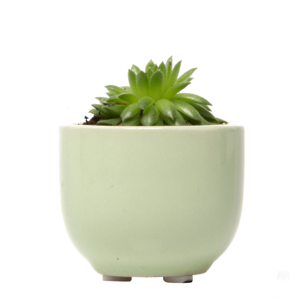 Succulent Cup Ceramic For Weddings - Chive US Wholesale