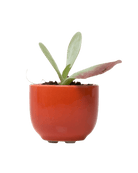 Succulent Cup Ceramic Planter Kit - Chive US Wholesale