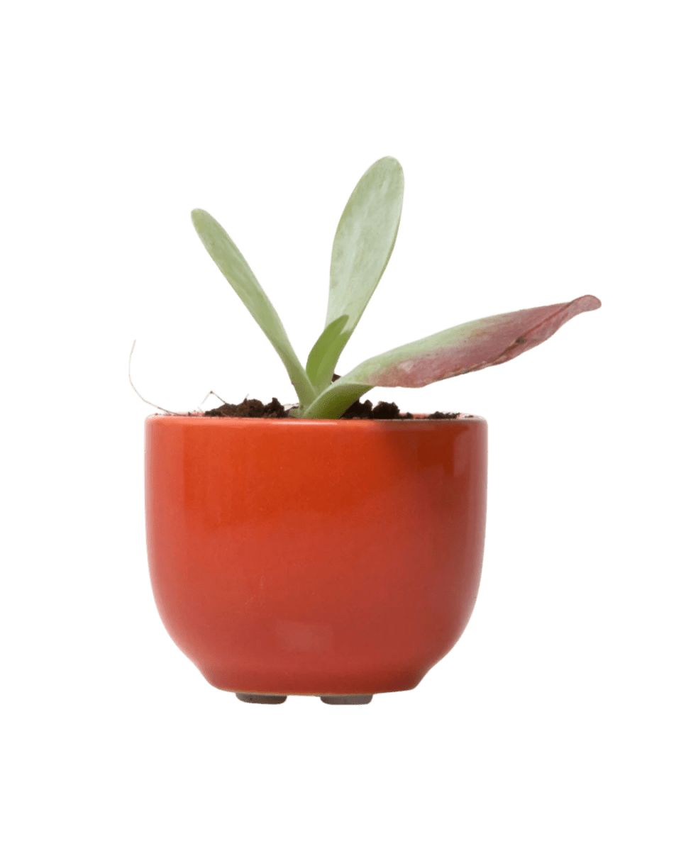 Succulent Cup Ceramic Planter Kit - Chive US Wholesale