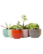 Succulent Cup Ceramic Planter Kit - Chive US Wholesale