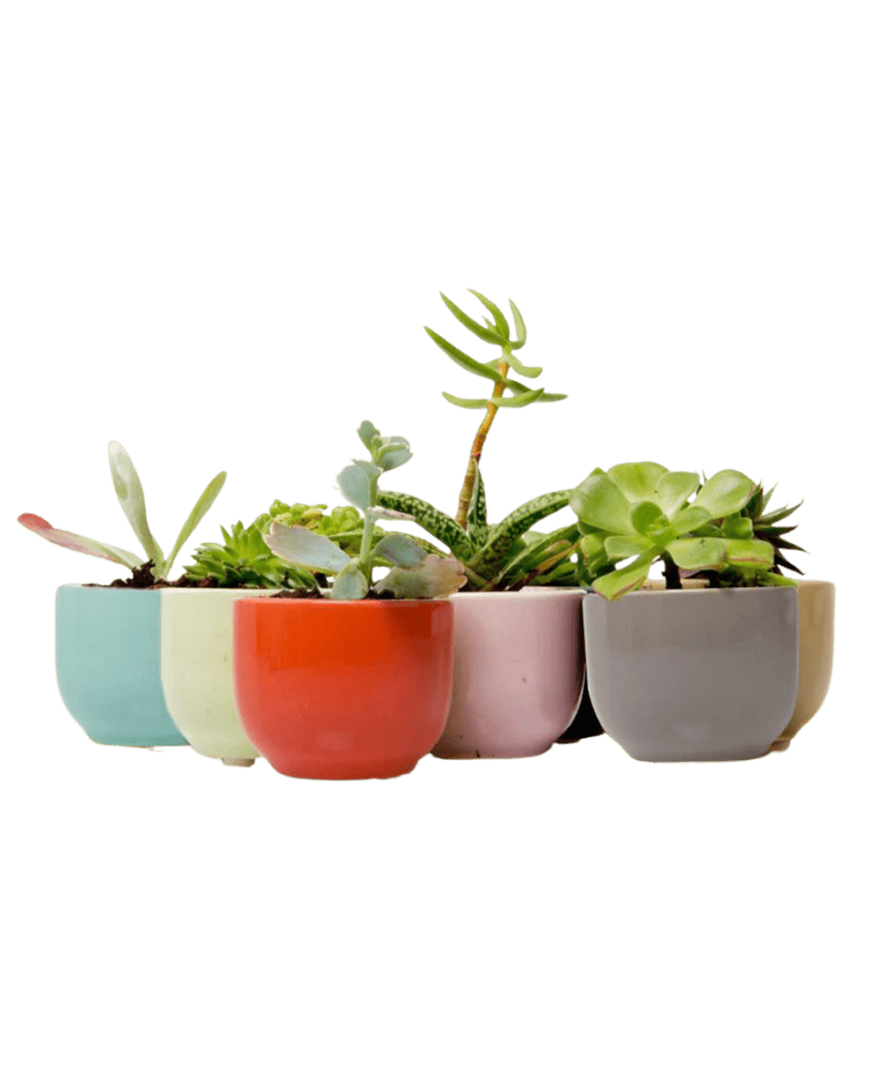 Succulent Cup Ceramic Planter Kit - Chive US Wholesale