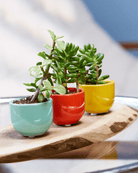 Succulent Cup Ceramic Planter Kit - Chive US Wholesale