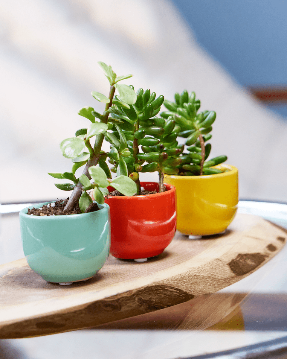 Succulent Cup Ceramic Planter Kit - Chive US Wholesale