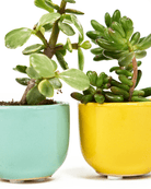 Succulent Cup Ceramic For Weddings - Chive US Wholesale