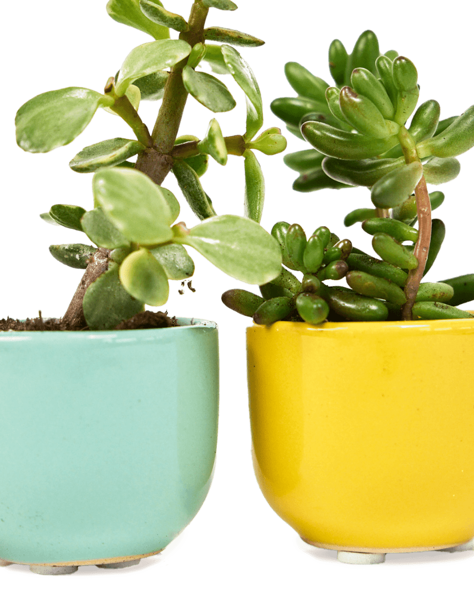 Succulent Cup Ceramic For Weddings - Chive US Wholesale