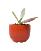 Succulent Cup Ceramic For Weddings - Chive US Wholesale