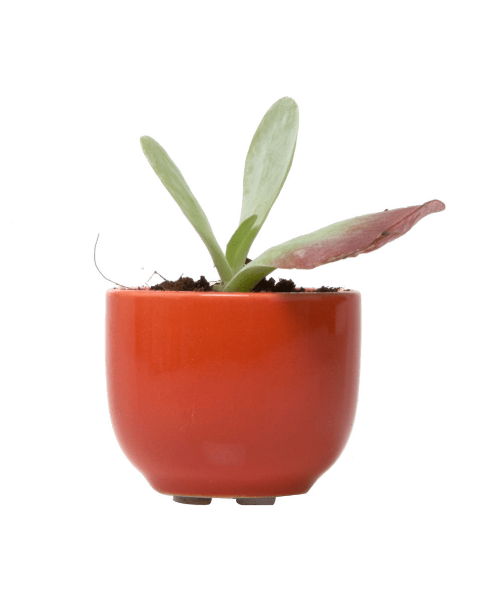 Succulent Cup Ceramic For Weddings - Chive US Wholesale