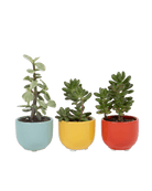 Succulent Cup Ceramic Planter Kit - Chive US Wholesale