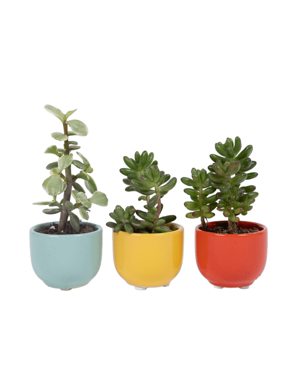 Succulent Cup Ceramic For Weddings - Chive US Wholesale