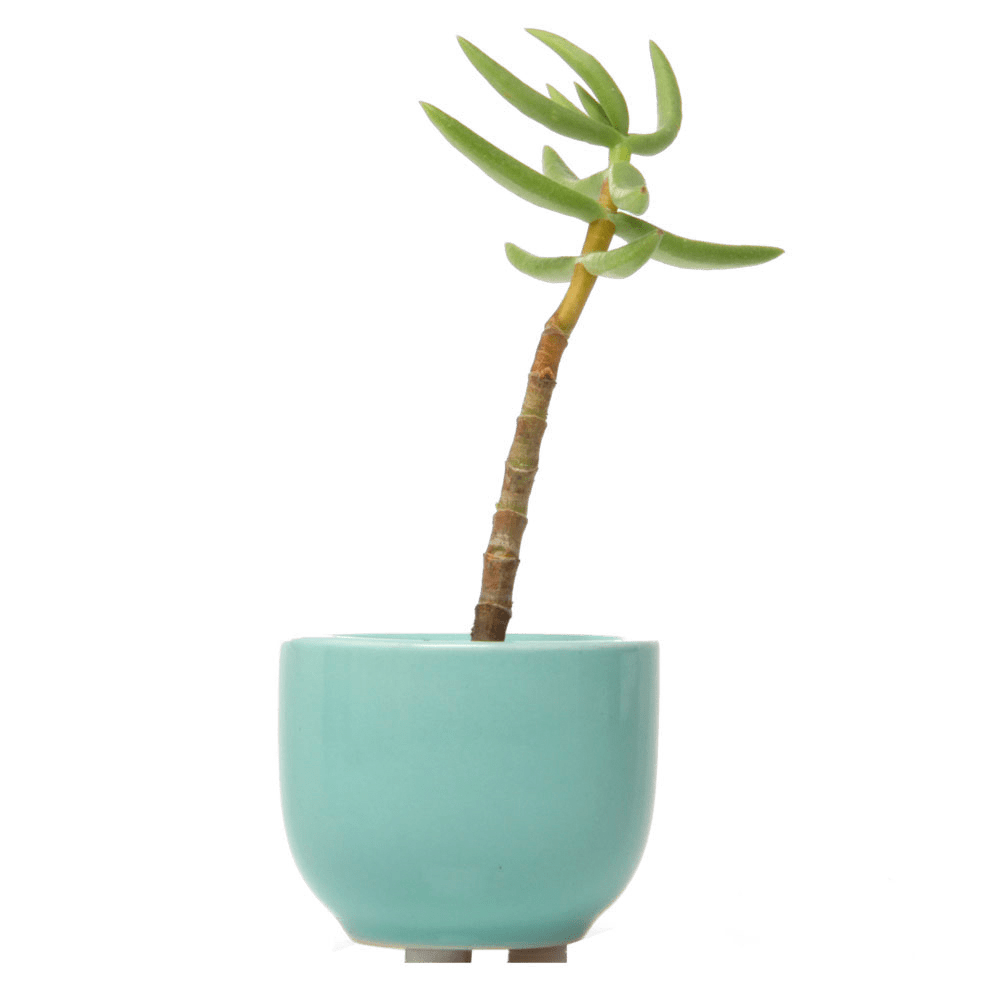 Succulent Cup Ceramic For Weddings - Chive US Wholesale