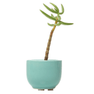 Succulent Cup Ceramic For Weddings - Chive US Wholesale