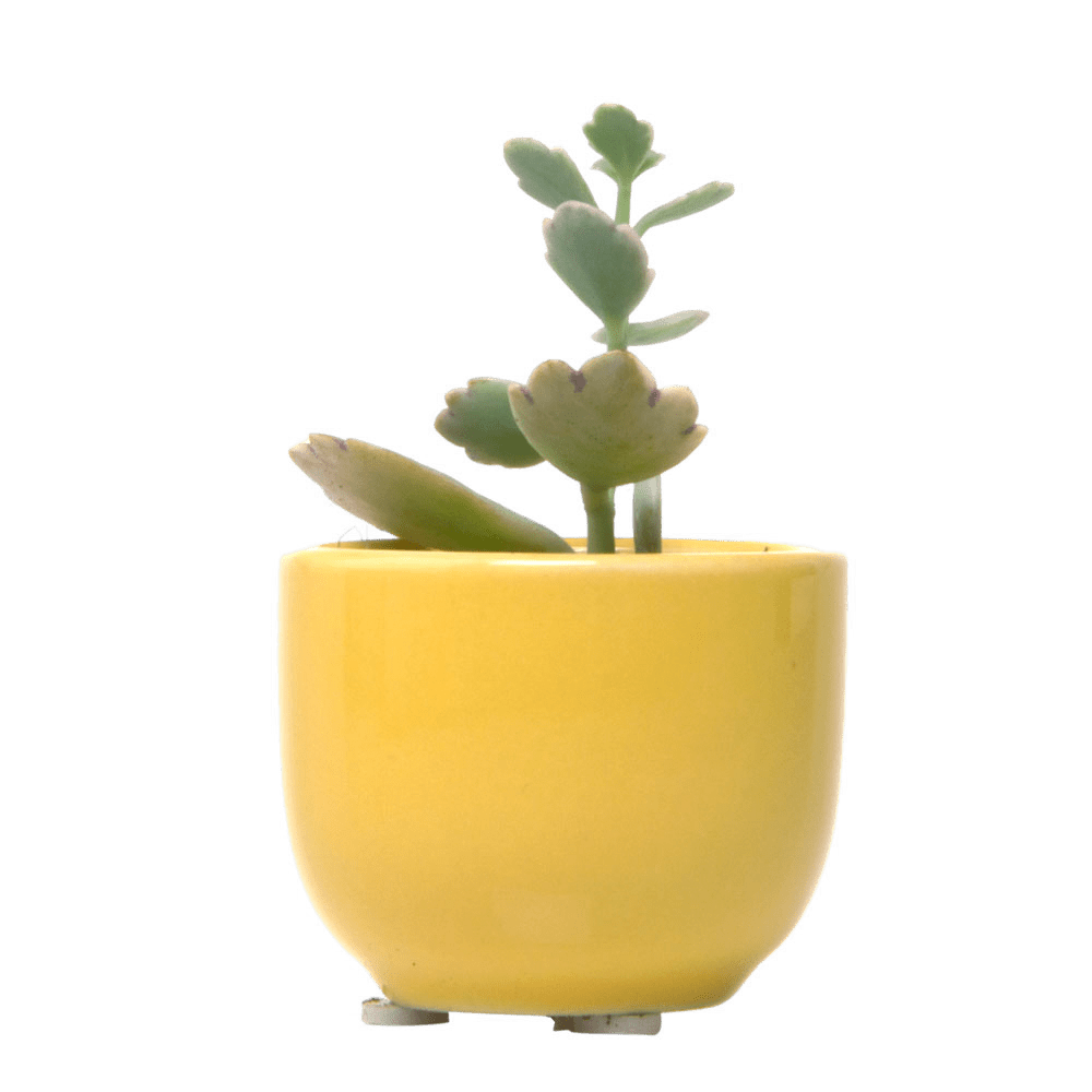 Succulent Cup Ceramic For Weddings - Chive US Wholesale