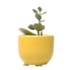 Succulent Cup Ceramic For Weddings - Chive US Wholesale