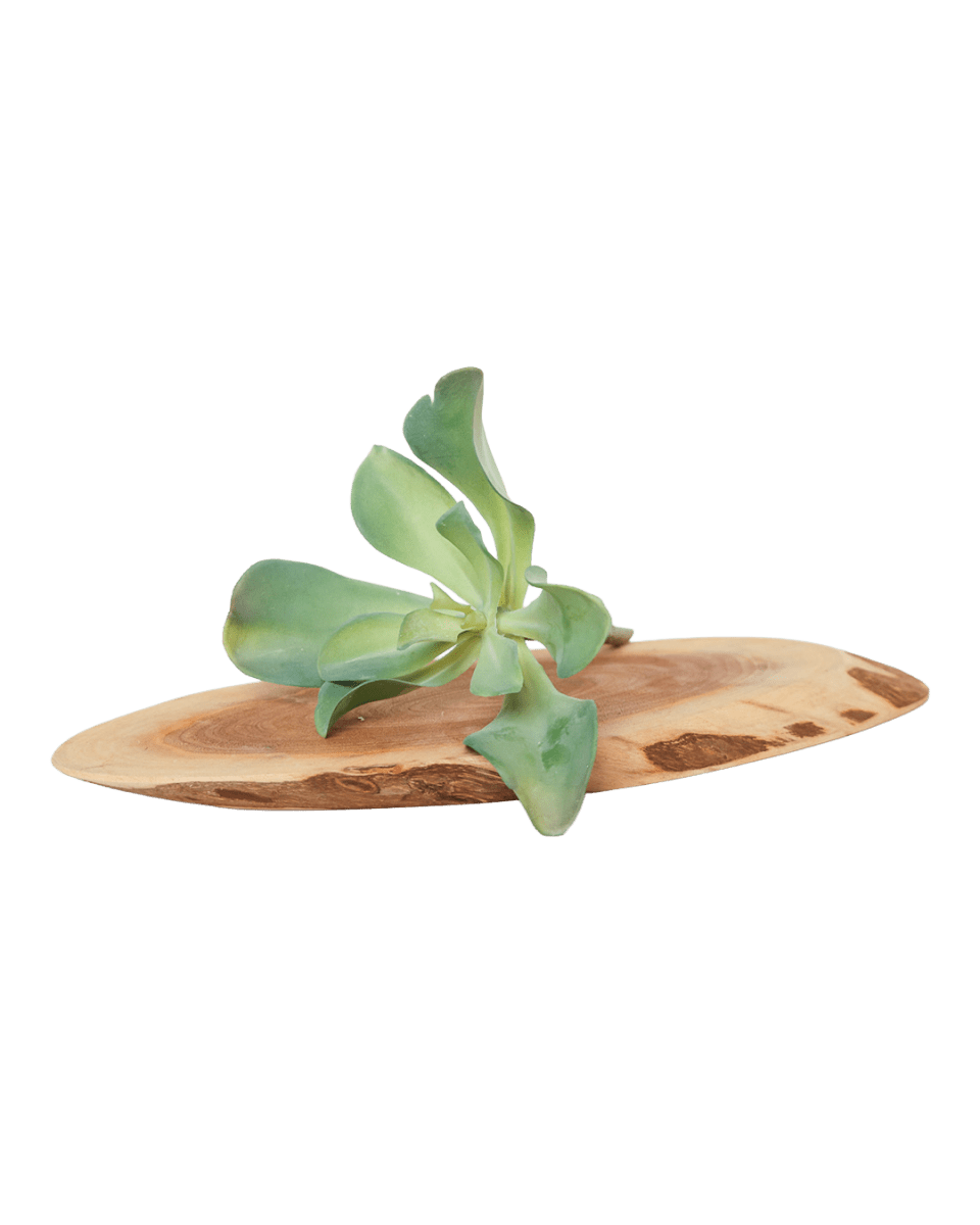 Succulents Fake Faux Lifelike Decorative Things - Chive US Wholesale