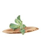 Succulents Fake Faux Lifelike Decorative Things - Chive US Wholesale