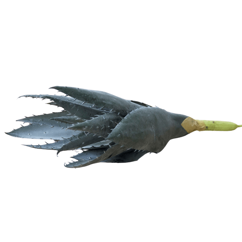 Succulents Fake Faux Lifelike Decorative Things - Chive US Wholesale