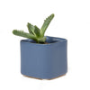 Svek Ceramic Indoor Succulent Pot Kits