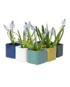 Svek 2 Planter 56pc Kit - Chive US Wholesale