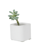 Svek Ceramic Indoor Succulent Pot Kits - Chive US Wholesale