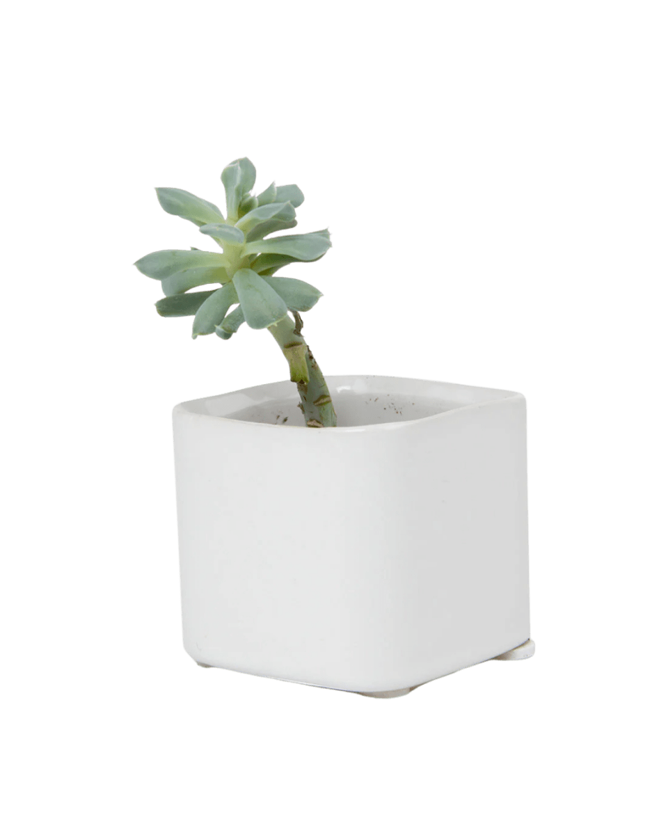 Svek Ceramic Indoor Succulent Pot Kits - Chive US Wholesale