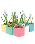 Svek 1 Planter 56pc Kit - Chive US Wholesale