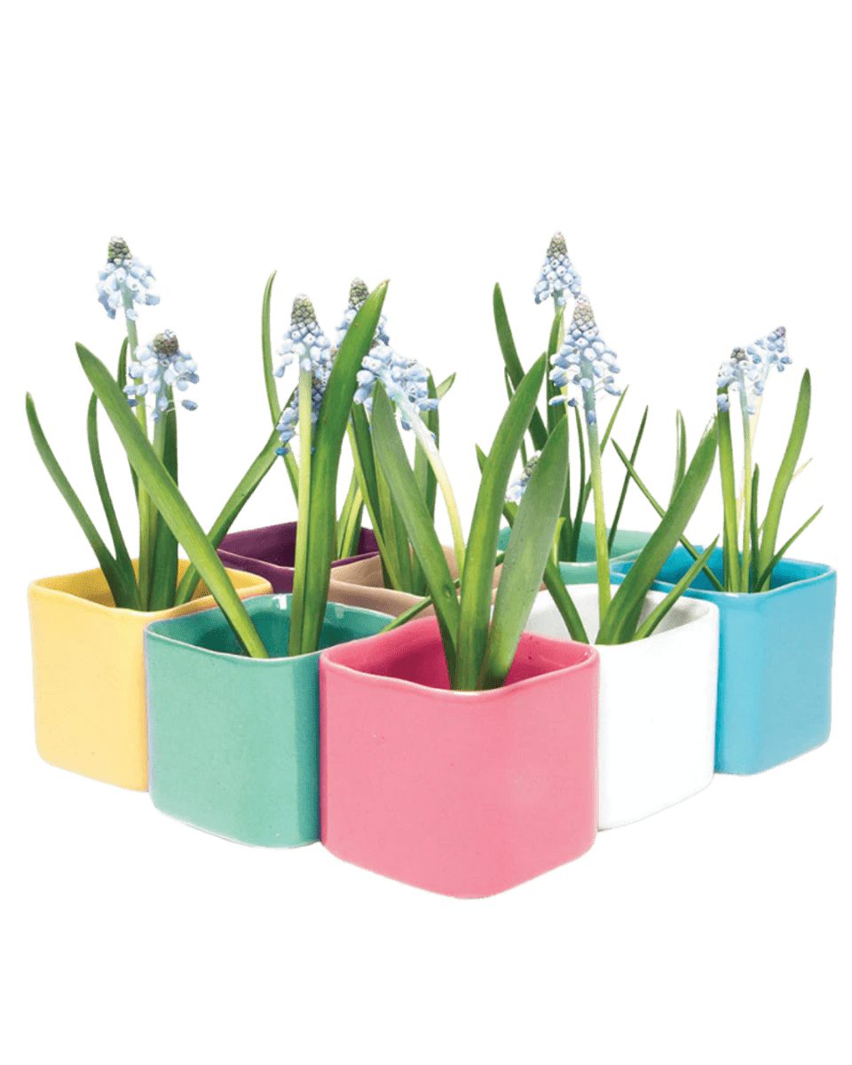 Svek 1 Planter 56pc Kit - Chive US Wholesale