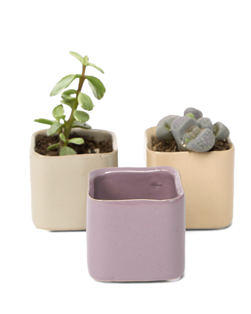 Svek Ceramic Indoor Succulent Pot - Chive US Wholesale